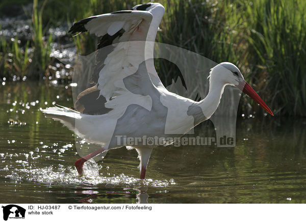 Weistorch / white stork / HJ-03487