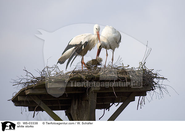 Weistrche / white storks / WS-03338
