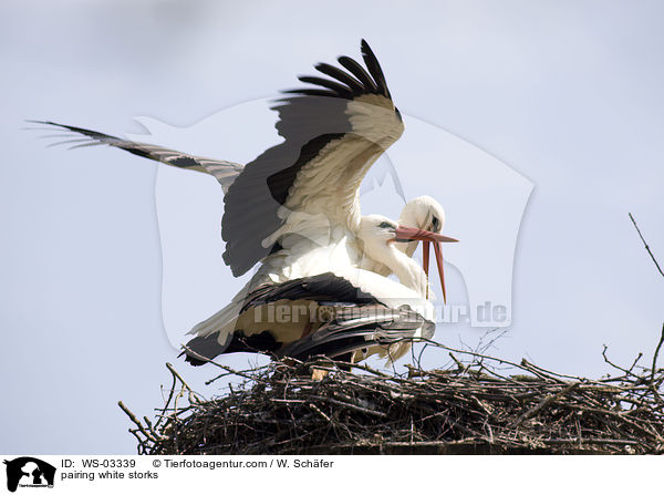 pairing white storks / WS-03339