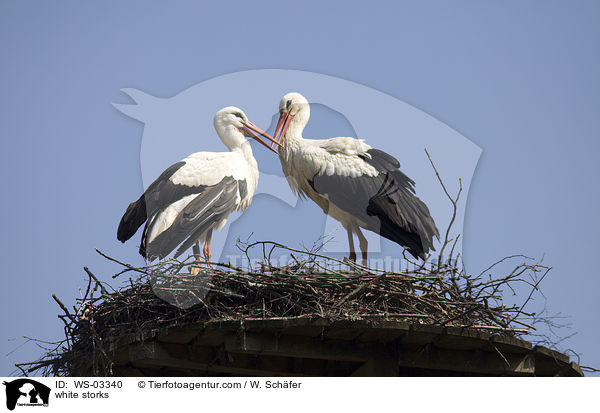 Weistrche / white storks / WS-03340