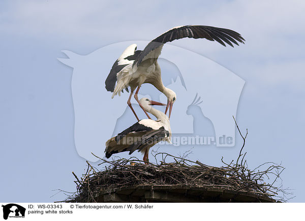 pairing white storks / WS-03343