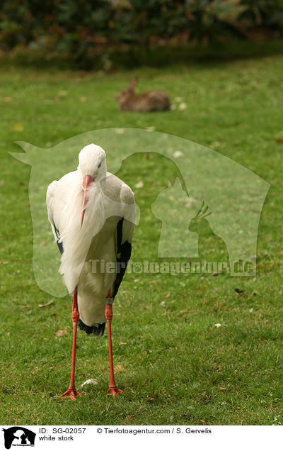 Weistorch / white stork / SG-02057