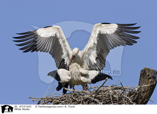 Weistrche / White Storks / AT-01343