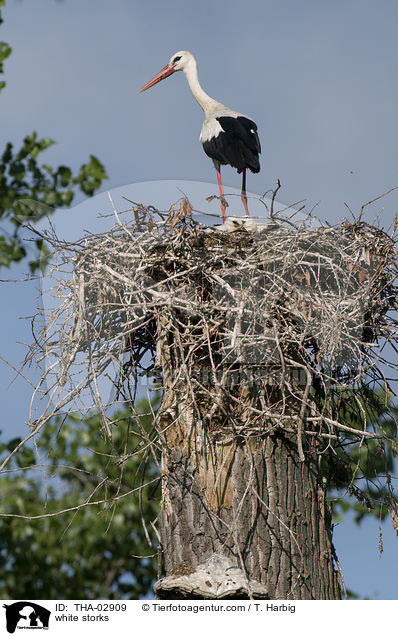 Weistrche / white storks / THA-02909