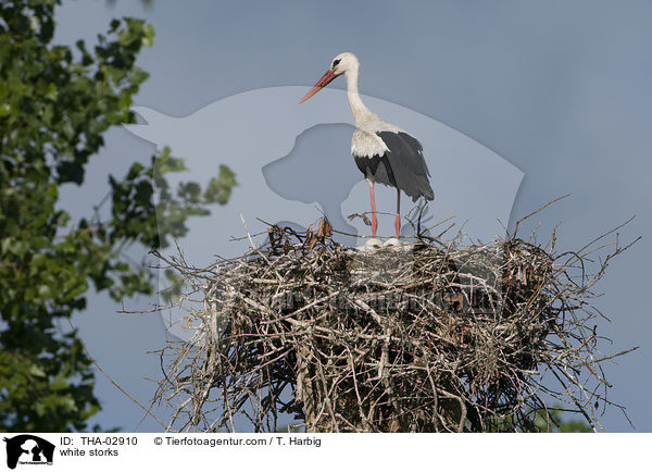 Weistrche / white storks / THA-02910