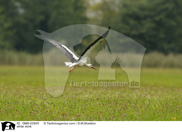 Weistorch / white stork / DMS-03905