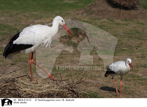 Weistrche / white storks / BES-01413