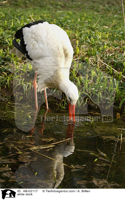 Weistorch / white stork / AB-02117