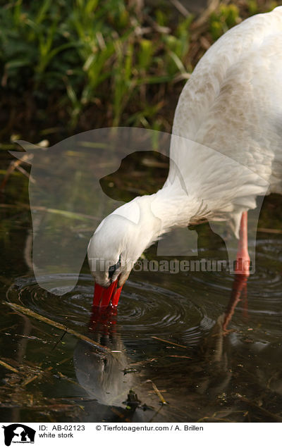 Weistorch / white stork / AB-02123