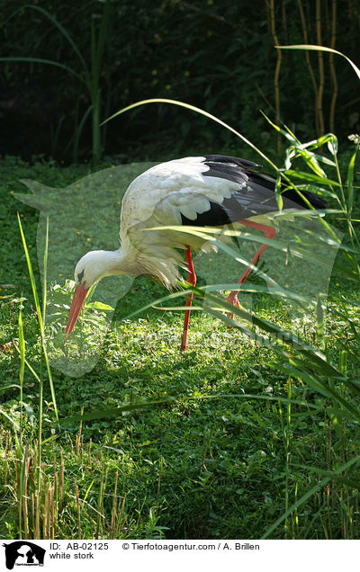 Weistorch / white stork / AB-02125