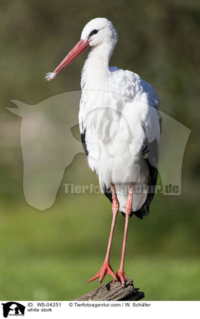 Weistorch / white stork / WS-04251