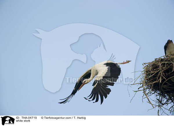 Weistorch / white stork / THA-04719
