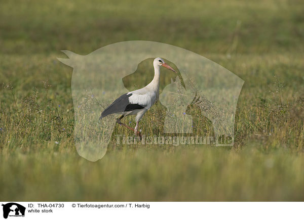 Weistorch / white stork / THA-04730