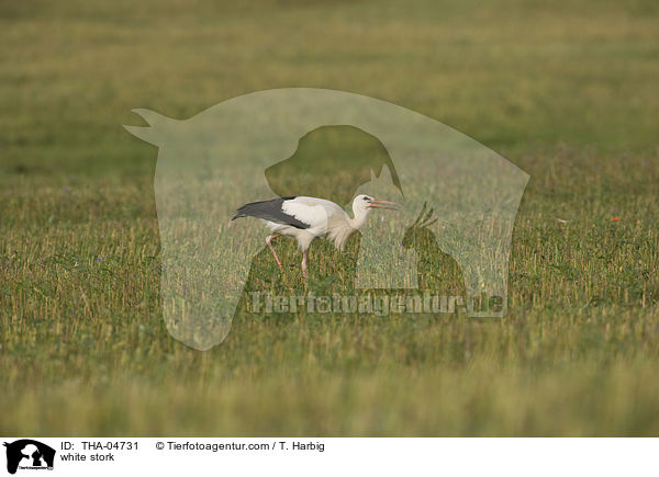 Weistorch / white stork / THA-04731