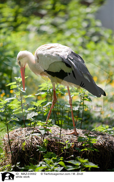 Weistorch / white stork / MAZ-03682