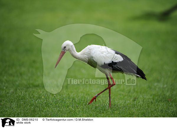 Weistorch / white stork / DMS-06210