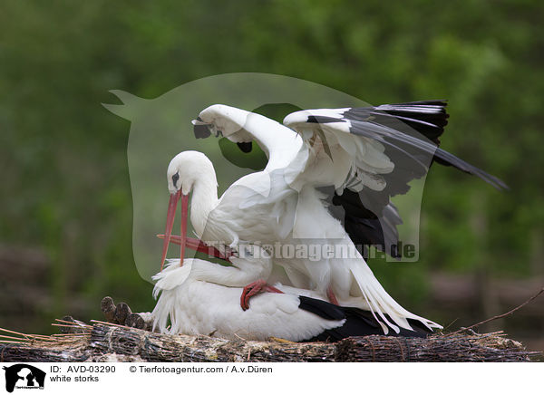 Weistrche / white storks / AVD-03290