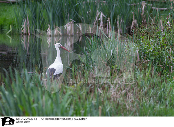 Weistorch / white stork / AVD-03313