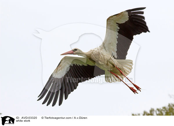 Weistorch / white stork / AVD-03320