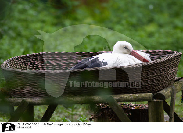 Weistorch / white stork / AVD-03362