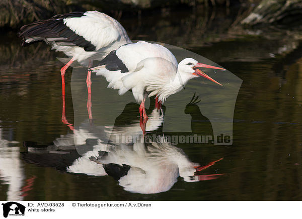 Weistrche / white storks / AVD-03528