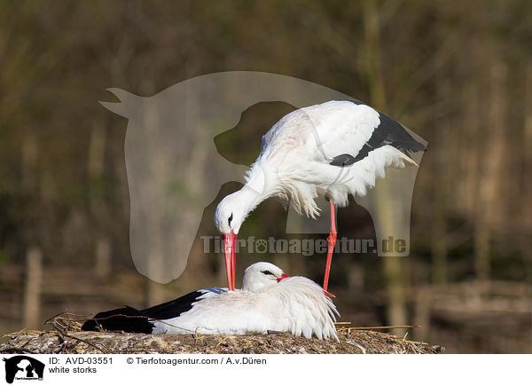 Weistrche / white storks / AVD-03551