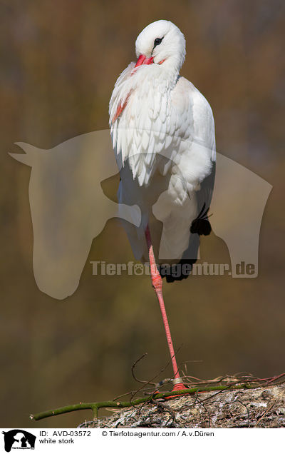 Weistorch / white stork / AVD-03572