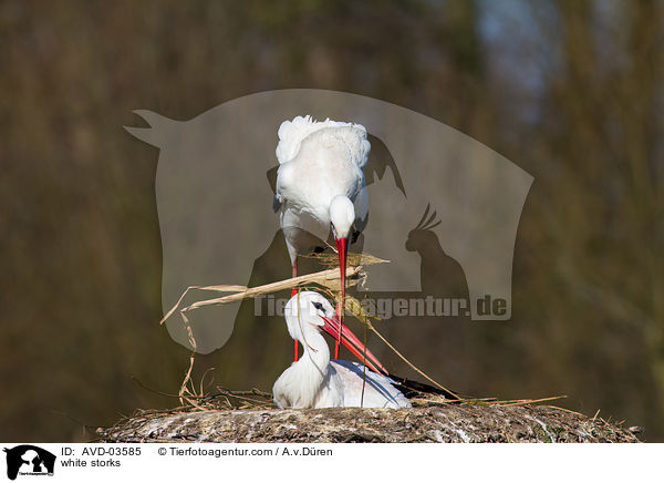 Weistrche / white storks / AVD-03585