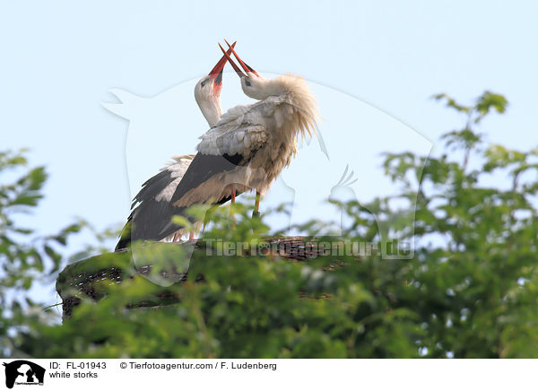 Weistrche / white storks / FL-01943