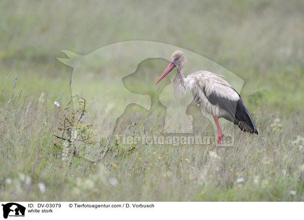 Weistorch / white stork / DV-03079