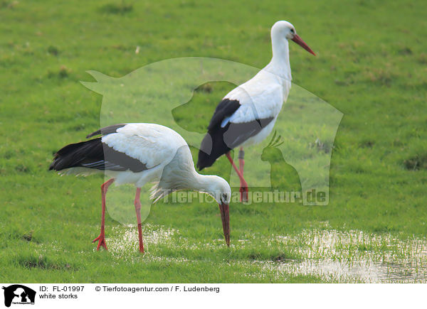 Weistrche / white storks / FL-01997