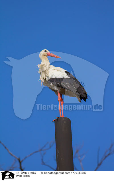 Weistorch / white stork / AVD-03967