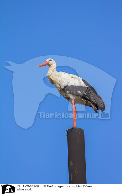 Weistorch / white stork / AVD-03968