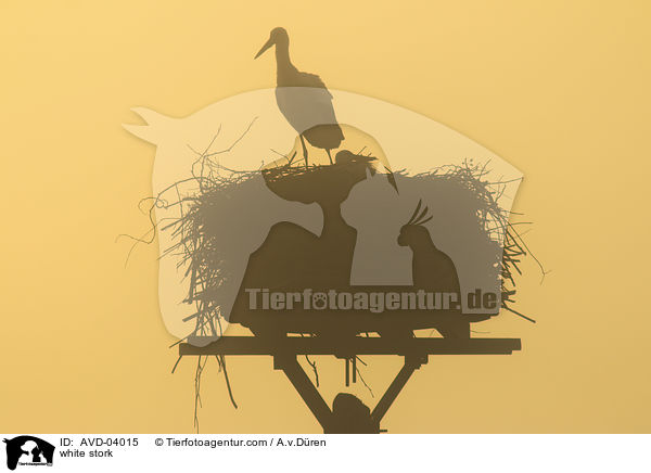 Weistorch / white stork / AVD-04015