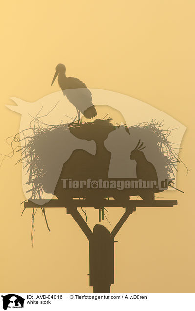 Weistorch / white stork / AVD-04016