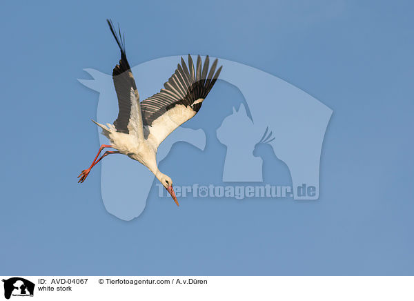 Weistorch / white stork / AVD-04067