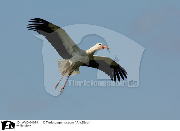 Weistorch / white stork / AVD-04074