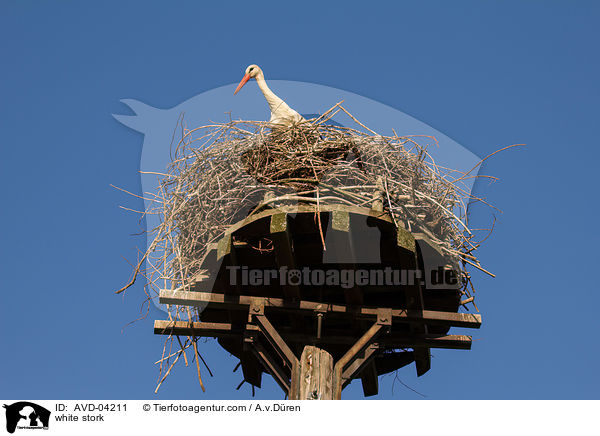 Weistorch / white stork / AVD-04211