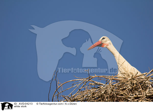 Weistorch / white stork / AVD-04213