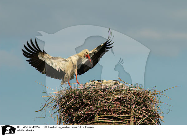 Weistrche / white storks / AVD-04224