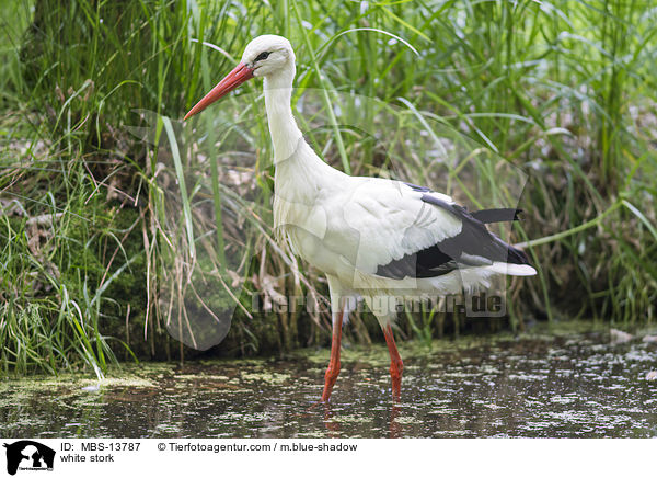 Weistorch / white stork / MBS-13787