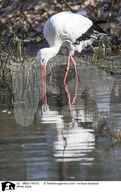 Weistorch / white stork / MBS-14070