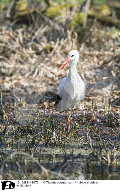 Weistorch / white stork / MBS-14072