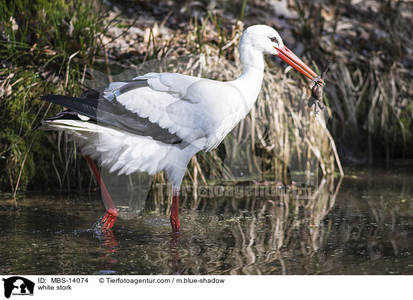 Weistorch / white stork / MBS-14074