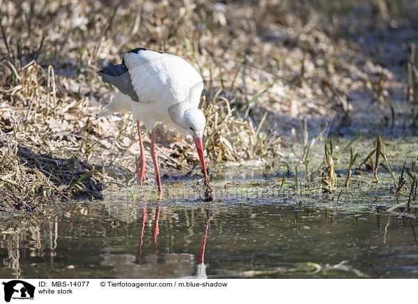 white stork / MBS-14077