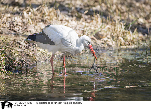 white stork / MBS-14080