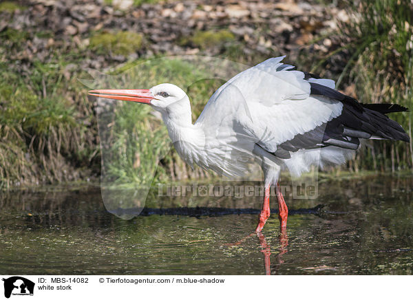 Weistorch / white stork / MBS-14082