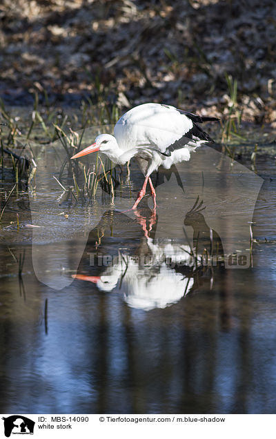 Weistorch / white stork / MBS-14090