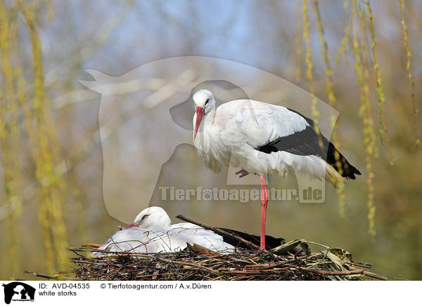 Weistrche / white storks / AVD-04535