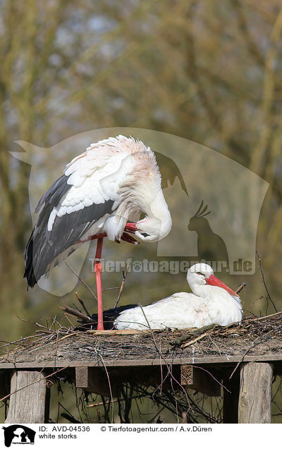 Weistrche / white storks / AVD-04536